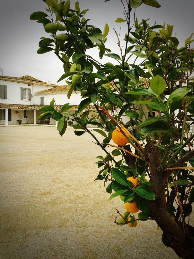 Mas Du Grand Bordes Bed and Breakfast Saint-Laurent-dʼAigouze Buitenkant foto